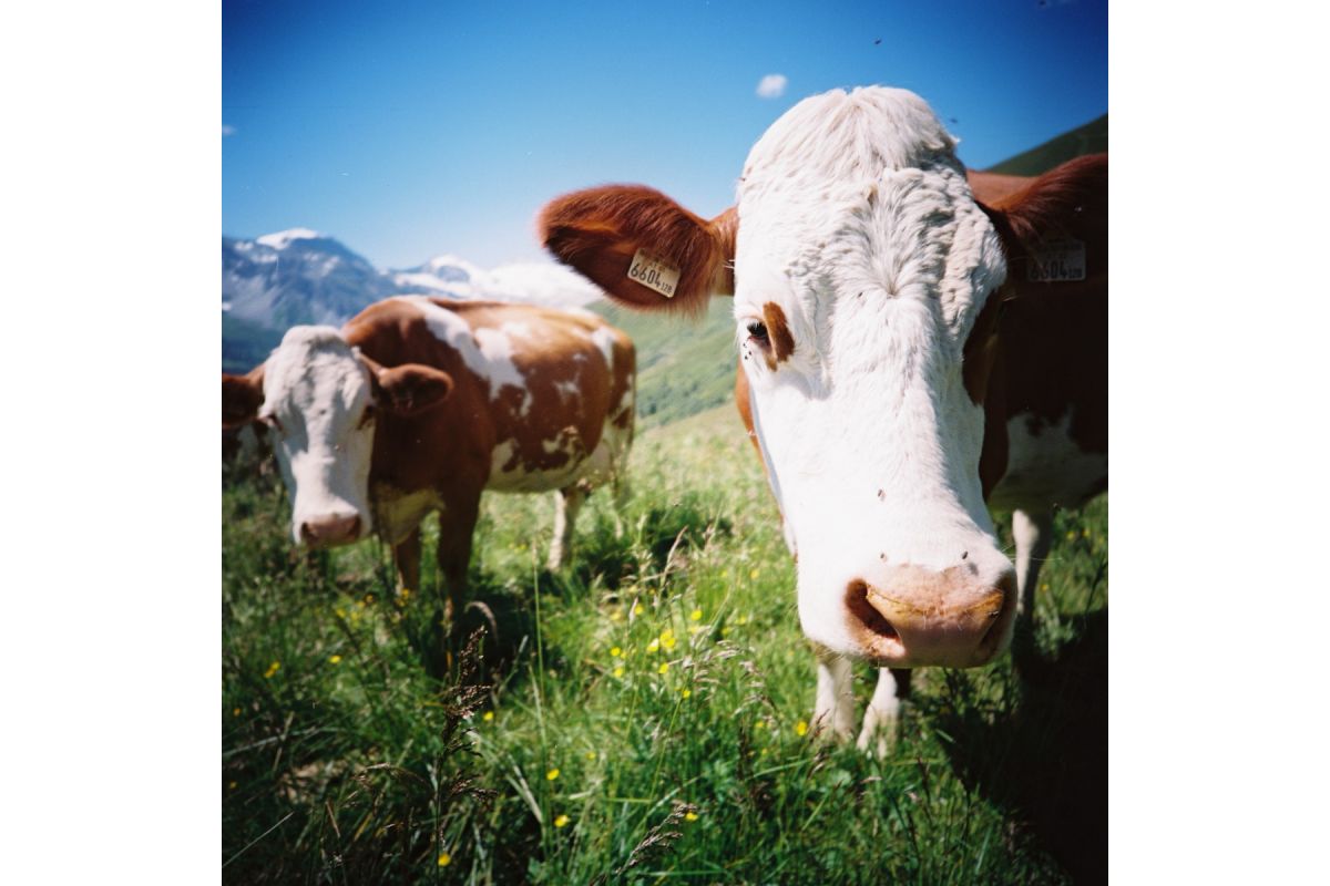 Lomography CN 100 ASA 120 3pkn