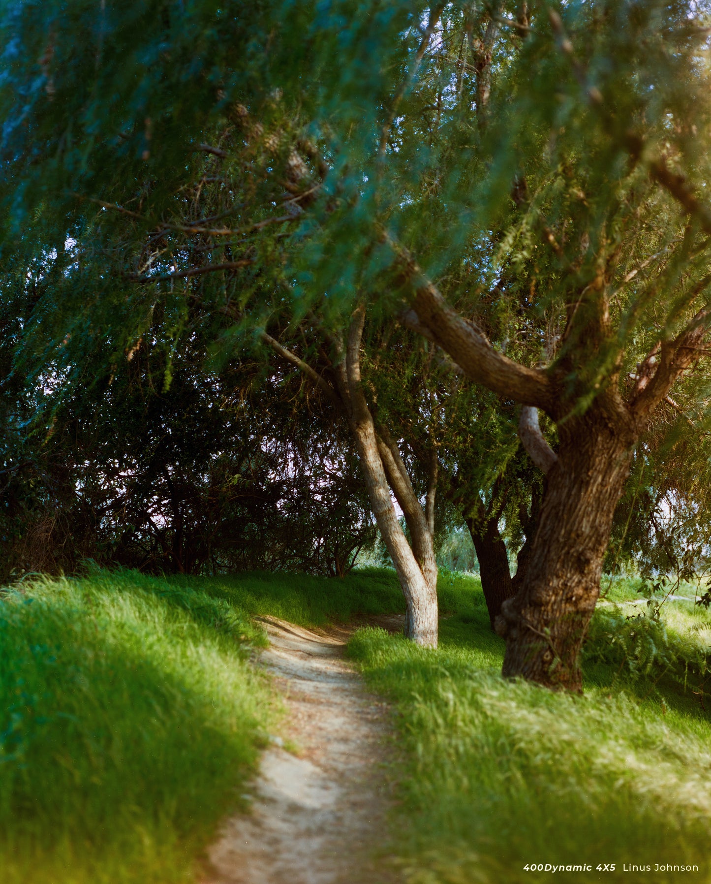 CineStill 400Dynamic Versatile 4x5 25 blad DATO 10/25
