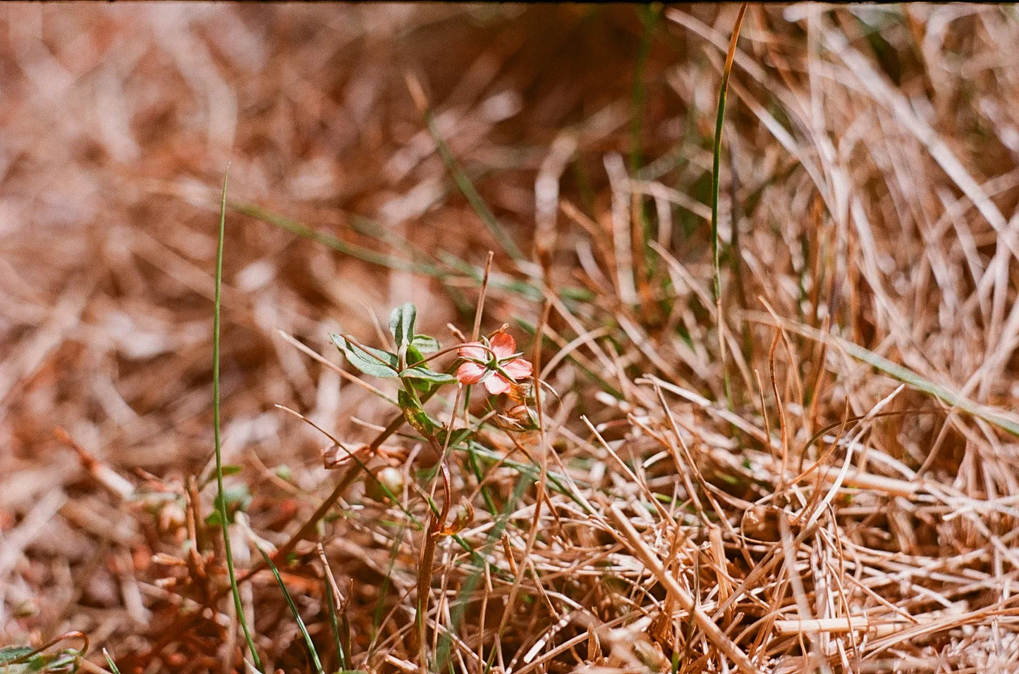 Washi Film X 100 135-36