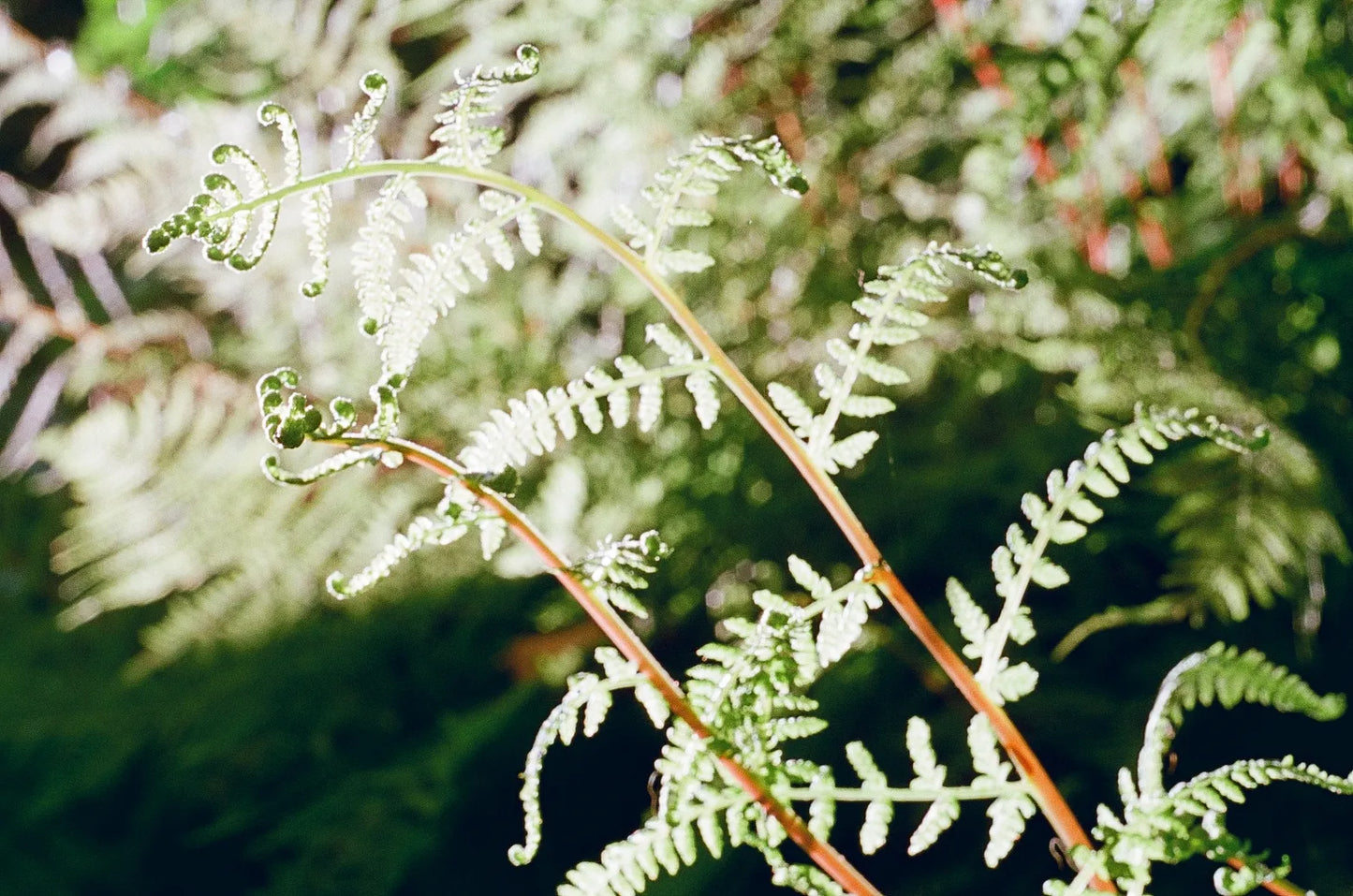 Washi Film X 100 135-36