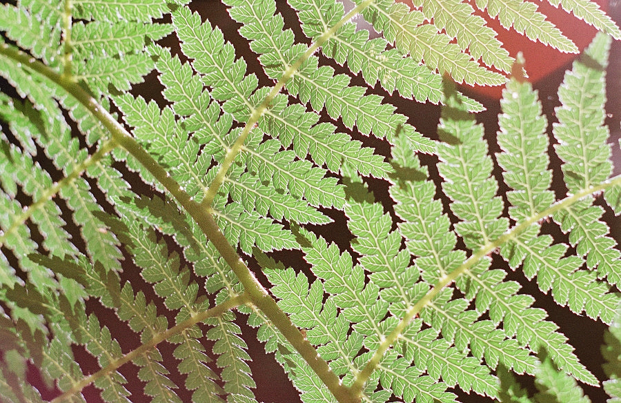 Washi Film X 100 135-36