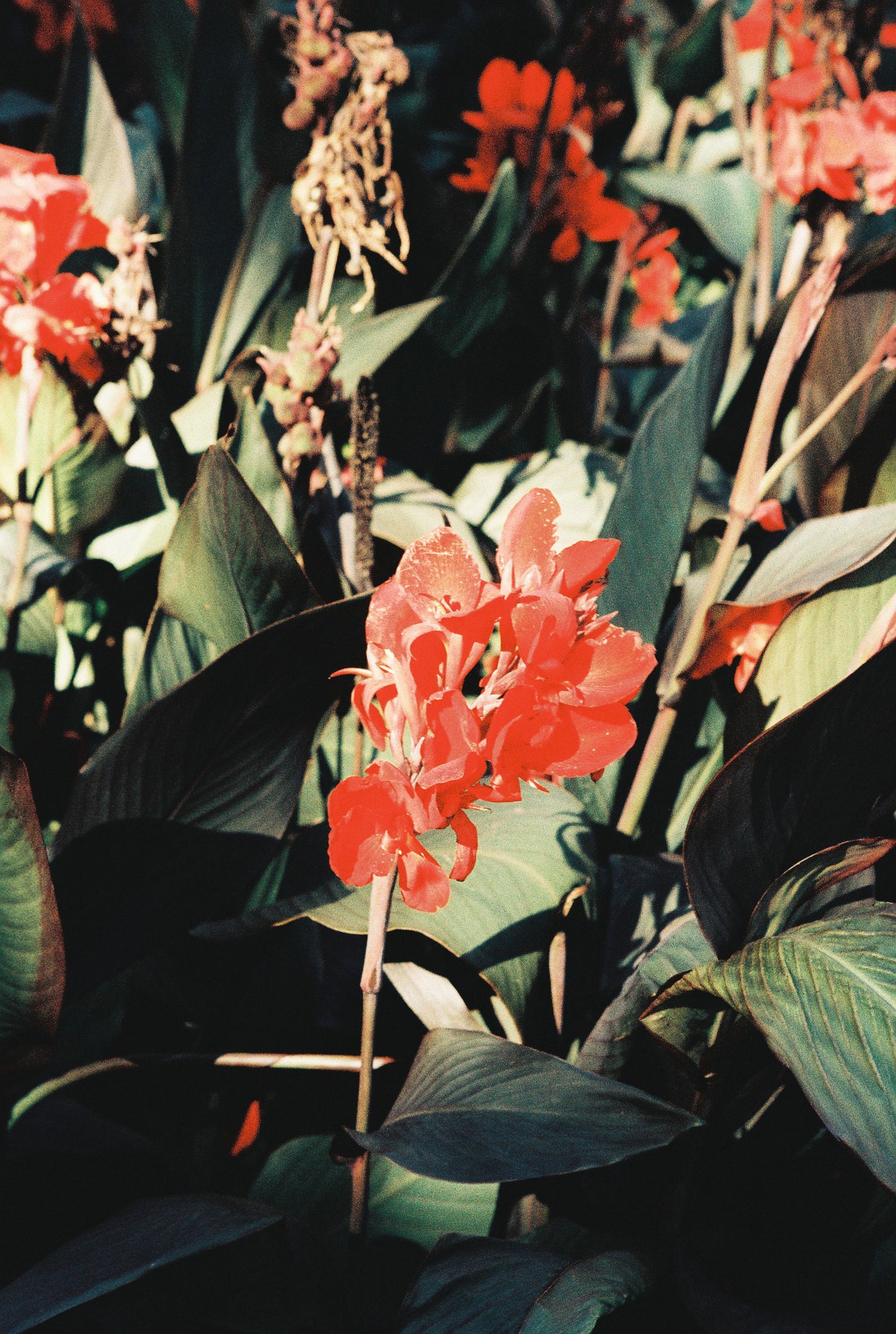 Lomography LomoChrome Classicolor 135-36