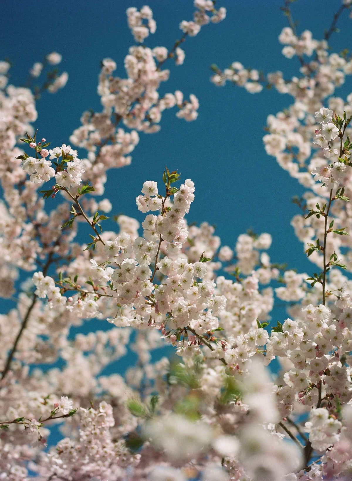 Kodak Ektacolor Pro 160 120